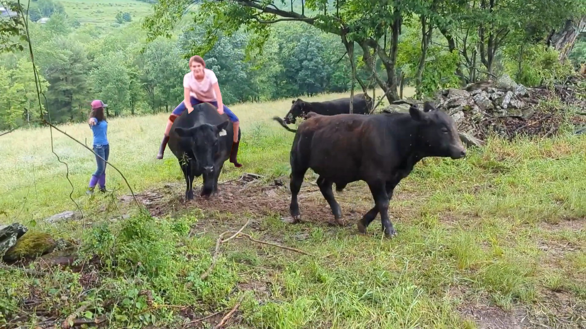 People Ride Cow The Girl Is Riding A Black Angus Cow by maxamizerblake on DeviantArt