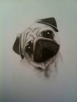 Pug