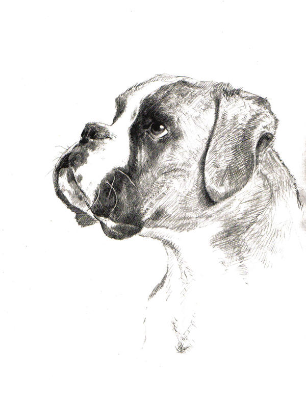 Deviantart Boxer Dog Boxer by angotti81 on DeviantArt