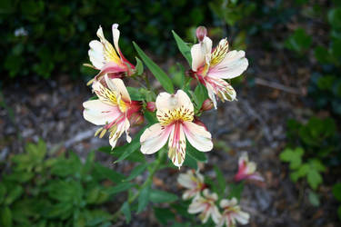 Japanes Garden Flowers 1