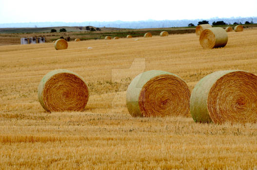 Harvest