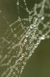 Spider Web. by Depending