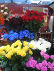 Roses for St. Jordi