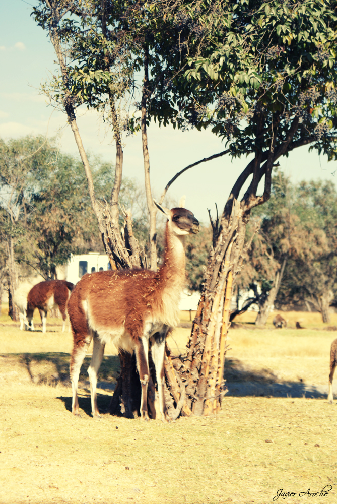 Africam Safari 02