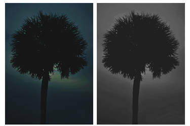 Palm.