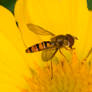 Hover Fly #3