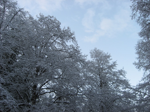 Winter Wonderland 1