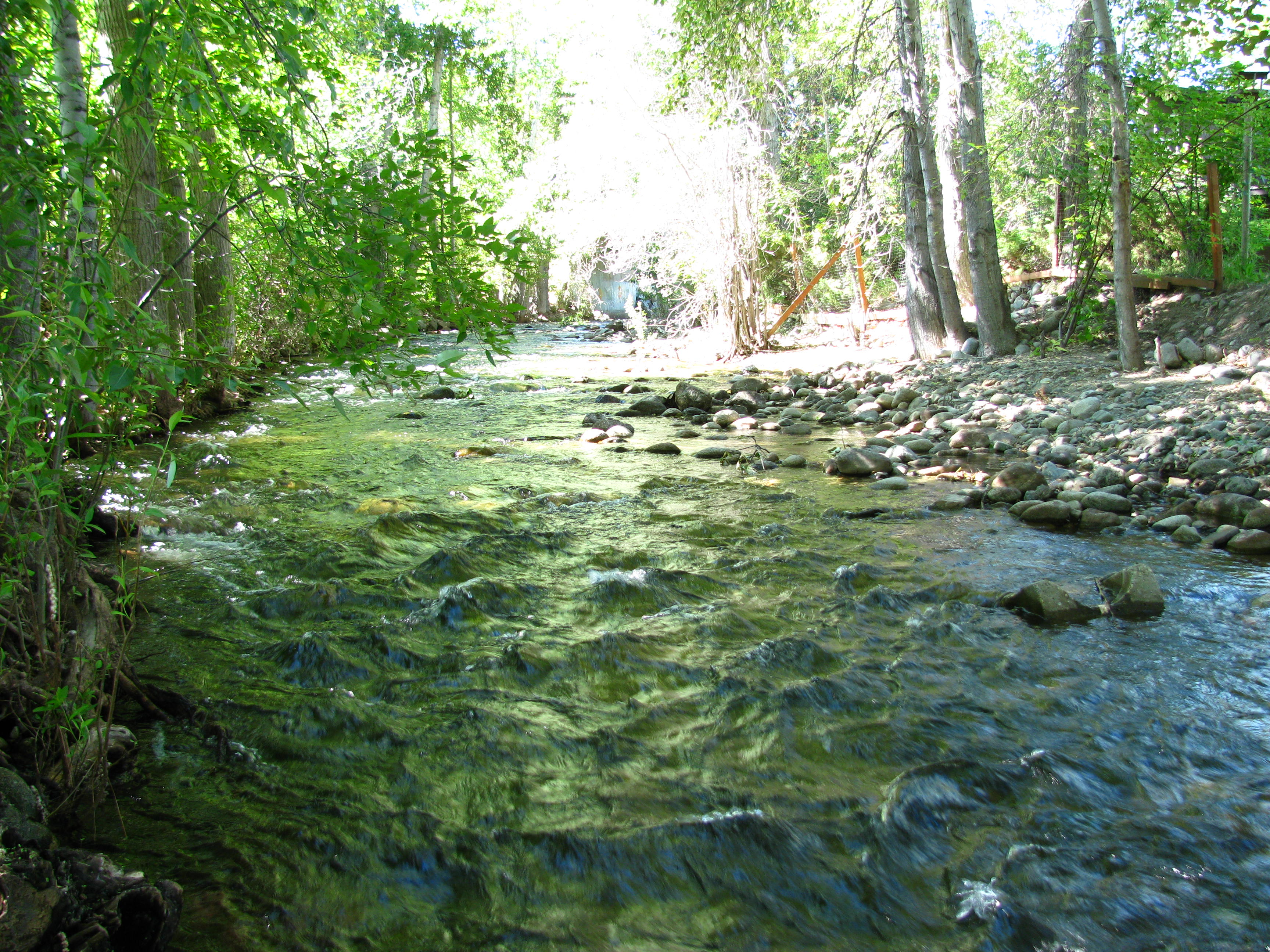 Creek in Peachland