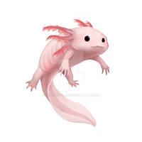 White Axolotl