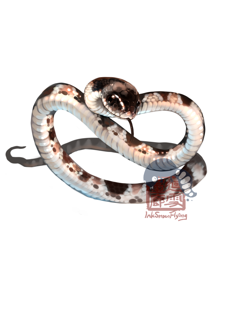 Taiwan Snake: White plum blossom snake