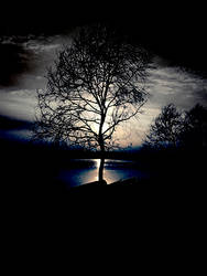 A tree in an evening sun