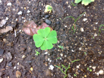 Four leaf clover