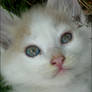 :: BLUE EYES ::