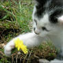 :: THE CAT AND THE FLOWER ::
