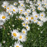 Margaritas - Daisys