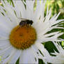 Daisy and bee
