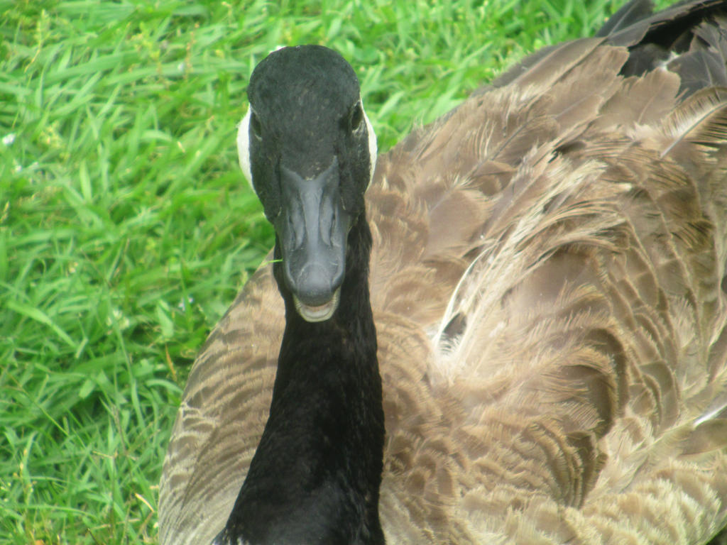 Goose