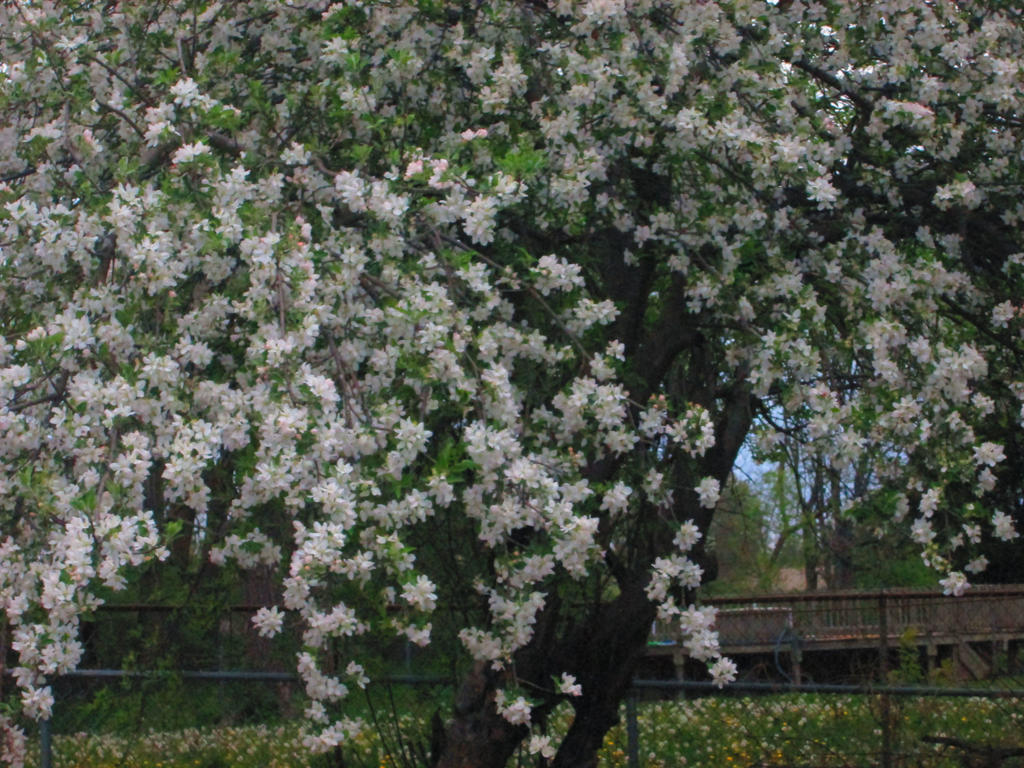 Apple Blossoms