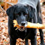 Achilles Has A Stick.