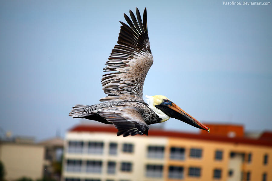 Flying Pelican.