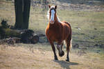 Trotting Through The Field. by pasofino6