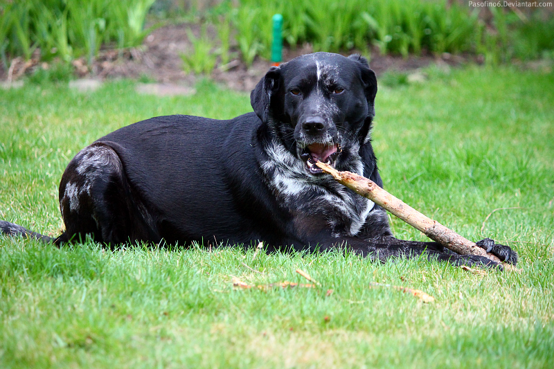 Nom Nom Yummy Stick.