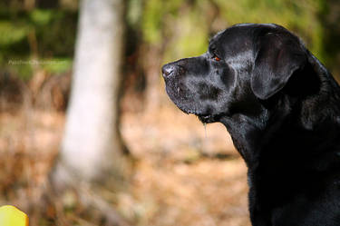 Side Profile Of Hercules.