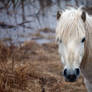 Little White Pony.