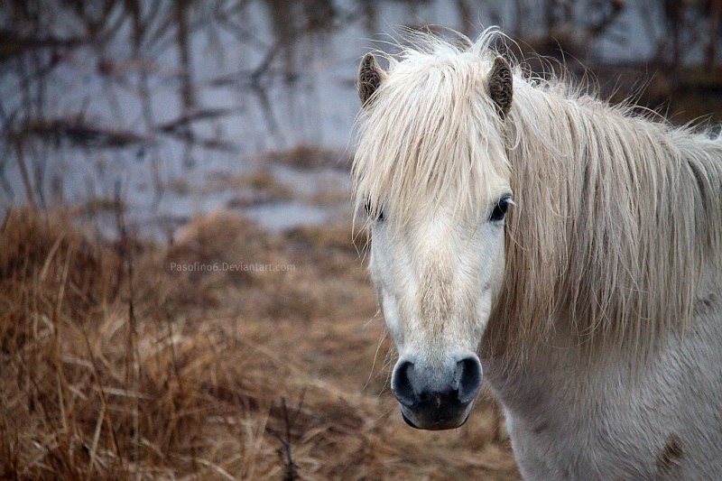 Little White Pony.