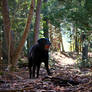 Exploring The Forest.