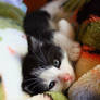 Cuddle Monster.