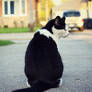 Sitting Cat.