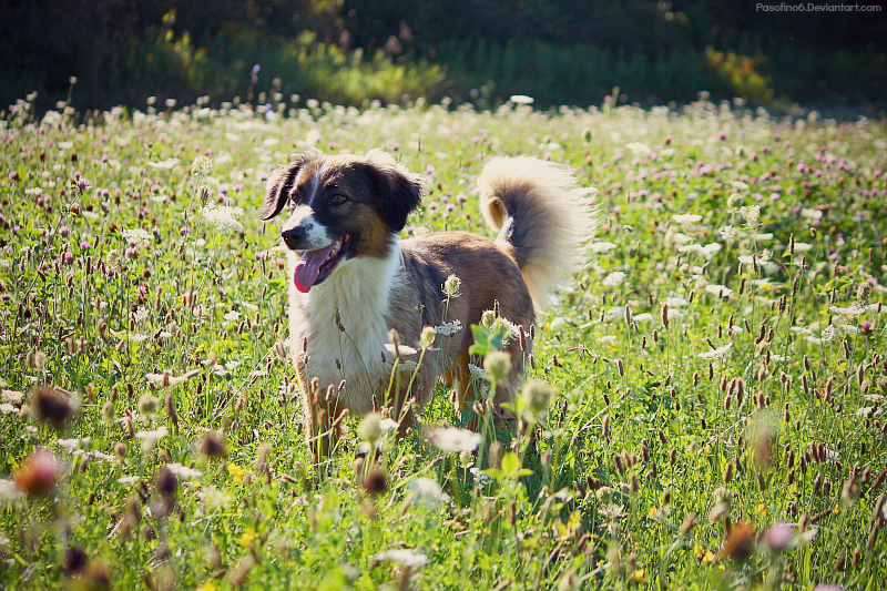 Running In The Field.