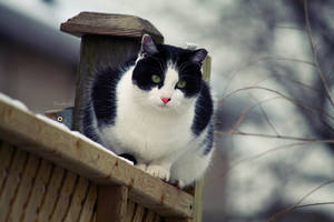 On The Fence. by pasofino6