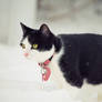 Snow Stalker.
