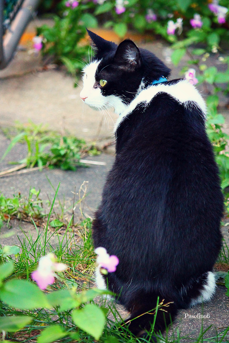 Flower Boy.