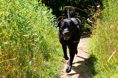 Black Labradors On Lovelabs Deviantart Black Labradors On Lovelabs Deviantart