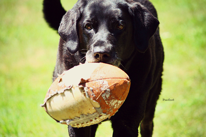 Football Dog.