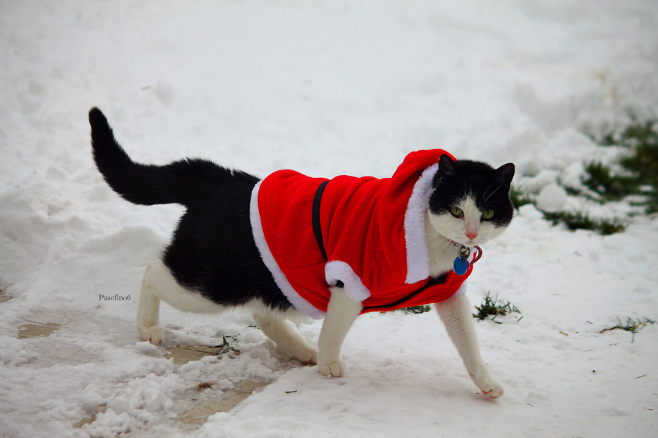 Santa Kitty.