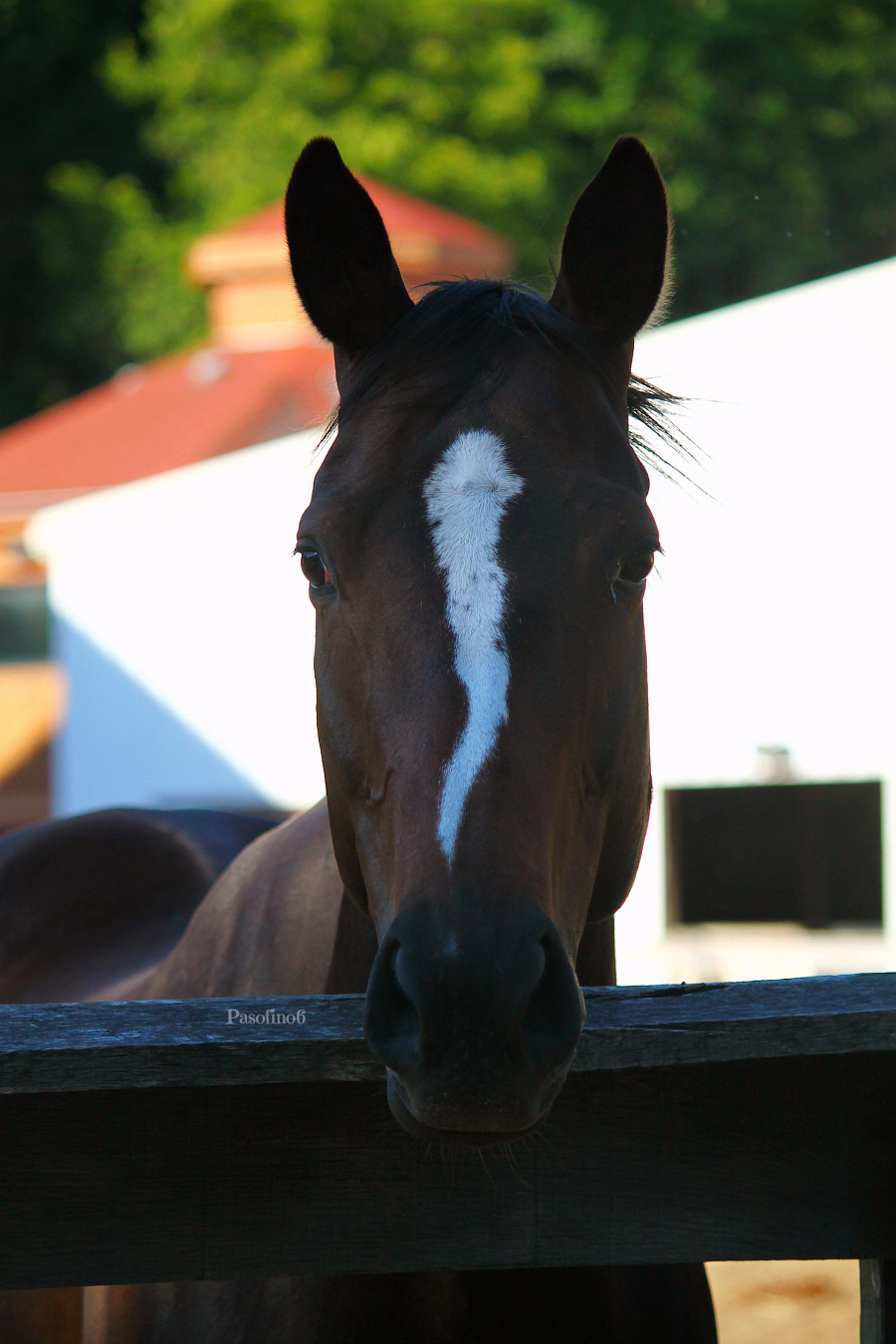 Greeting From The Fence.