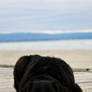 Beach Boy.