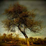 .: The Winter Tree :.