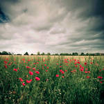 Dark Poppies by DavidCraigEllis