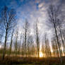 Blue Shadows and Tall Trees