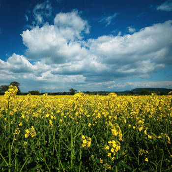 Rapeseed II