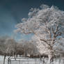 Orchard Infrared