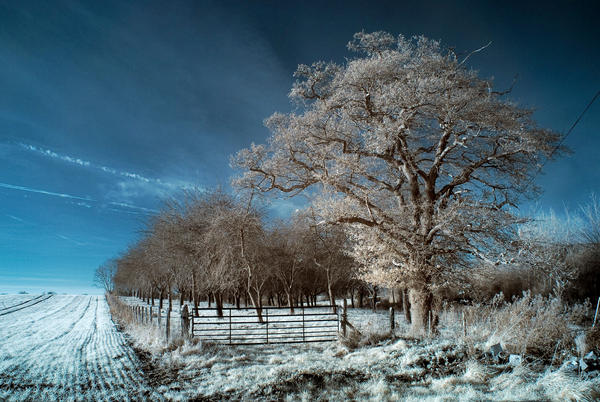 Orchard Infrared II
