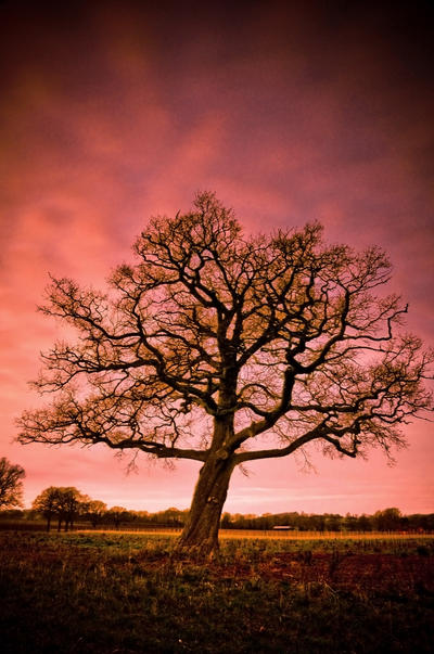 The Wonder Tree by DavidCraigEllis on DeviantArt