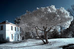 Winter Infrared by DavidCraigEllis