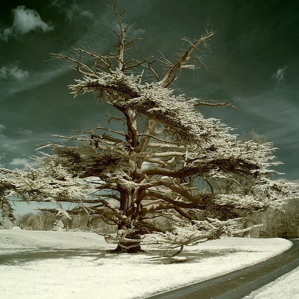 A Secret Life Of Ghost Trees.. by DavidCraigEllis on DeviantArt